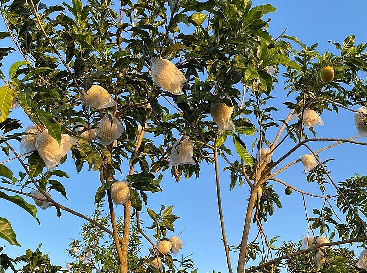 Vú sữa Hoàng Kim có nguồn gốc từ Đài Loan đã được trồng ở nước ta. Vú sữa Hoàng Kim có nguồn gốc từ Đài Loan đã được trồng ở nước ta.