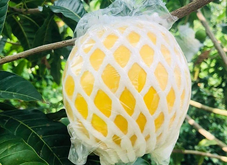 Mỗi quả vú sữa Hoàng Kim nặng từ 250 gram đến 500 gram. Mỗi quả vú sữa Hoàng Kim nặng từ 250 gram đến 500 gram.