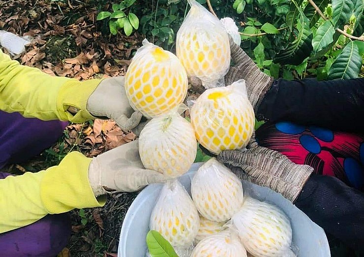 Quả vú sữa Hoàng Kim dễ dập nát trong quá trình vận chuyển nên phải đóng hàng cẩn thận. Quả vú sữa Hoàng Kim dễ dập nát trong quá trình vận chuyển nên phải đóng hàng cẩn thận.