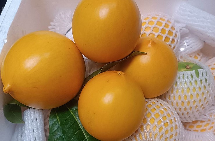 Không đắt đỏ như khi mới vào Việt Nam, giá loại vú sữa Hoàng Kim hiện nay khoảng 60.000 đồng/kg. Không đắt đỏ như khi mới vào Việt Nam, giá loại vú sữa Hoàng Kim hiện nay khoảng 60.000 đồng/kg.