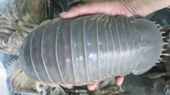 Loài hải sản nhìn như côn trùng khổng lồ, giá 4 triệu đồng/con vẫn được săn lùng