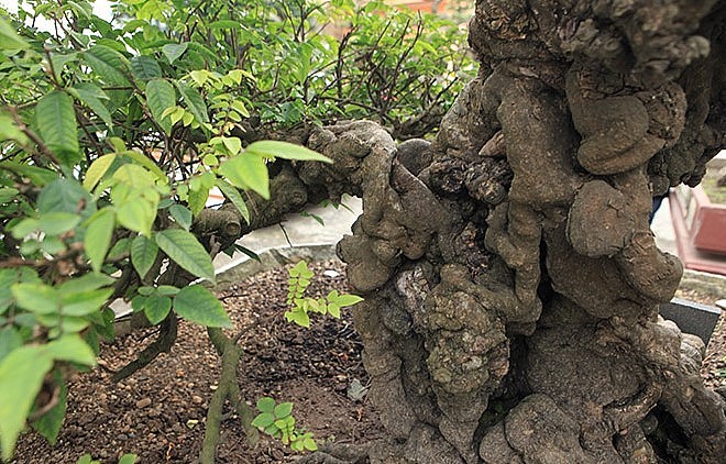 Giới chơi cây đánh giá đây cặp khế cổ nhất Việt Nam tính đến thời điểm hiện tại.