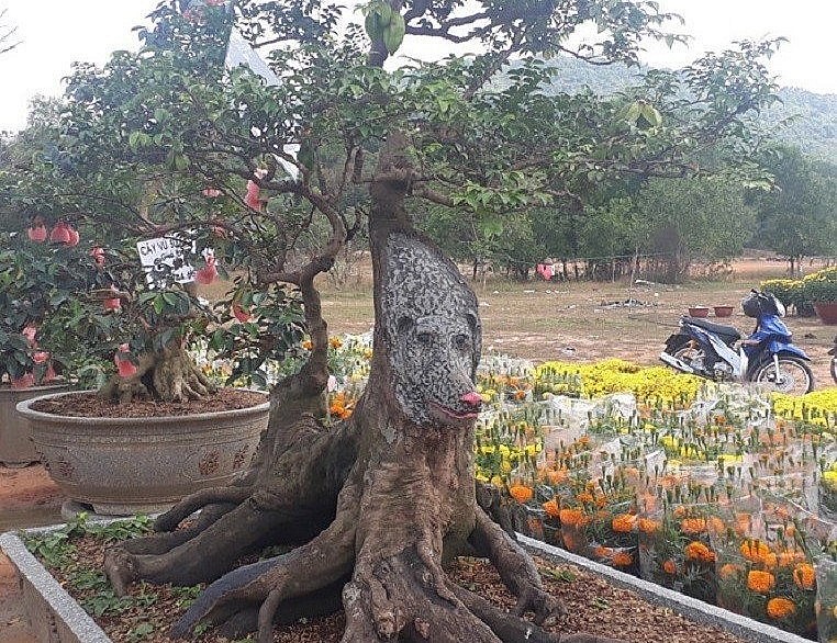 Cây khế bonsai mang dáng chú chó.