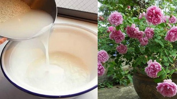 Loại “phân bón lỏng” nhà nào cũng có, nhiều người vứt đi, dùng rồi mới biết đó là “thần dược trồng hoa”