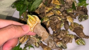 Có một loại ốc xấu xí tên hoa gọi hoa mỹ được khách săn lùng khi đến Khánh Hòa nhưng rất hiếm