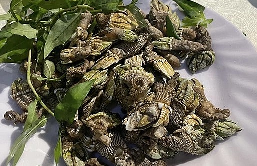 Ốc móng rồng hấp gừng một món ăn sang chảnh được nhiều người ưa thích.