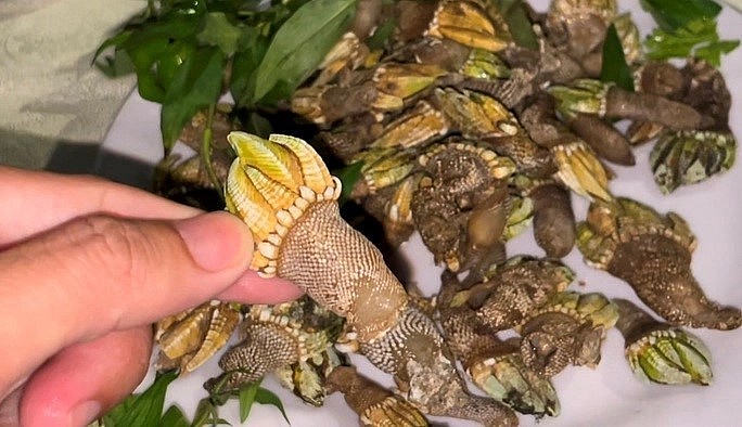 Ốc móng rồng rất hiếm mới được khám phá tại Nha Trang.