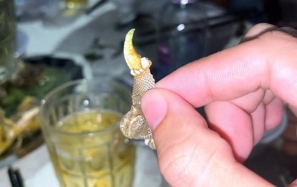 Hình dáng kỳ lạ của ốc móng rồng như móng vuốt của loài bò sát.