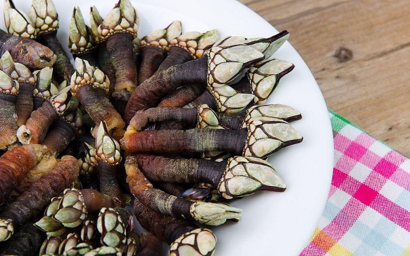 Loài ốc này cũng được ưa chuộng trên thế giới với tên gọi bán tay quỷ.