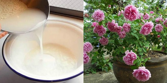 Loại “phân bón lỏng” nhà nào cũng có, nhiều người vứt đi, dùng rồi mới biết đó là “thần dược trồng hoa”