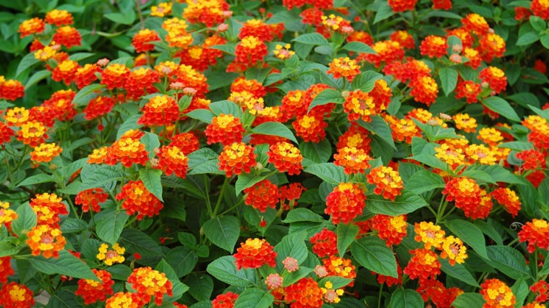 Tác dụng chữa bệnh của cây ngũ sắc