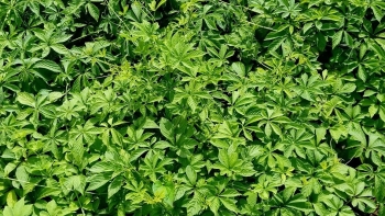 Loại cây leo tốt ngang nhân sâm được thế giới gọi "cỏ trường sinh", ở Việt Nam có nhiều giá rẻ hơn rau