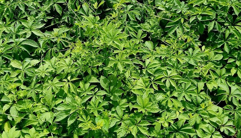 Giảo cổ lam là thảo dược quý ở Việt Nam có nhiều nhưng chưa khai thác hiệu quả, chủ yếu sử dụng dưới dạng trà.