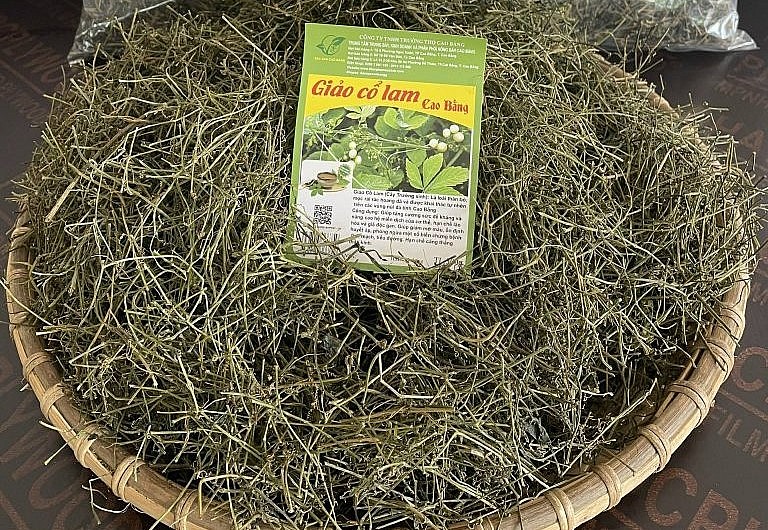 Hiện ở nhiều nơi sử dụng giảo cổ làm phơi khô làm đồ uống, bán chưa tới 200.000 đồng/kg khô.