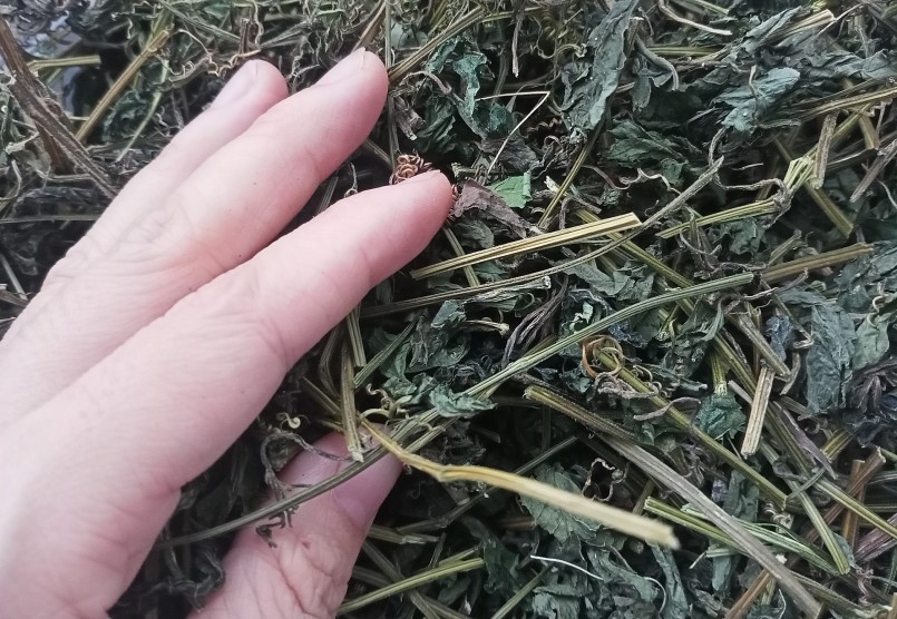 Giảo cổ lam sau khi khai thác được phơi khô và cắt nhỏ.