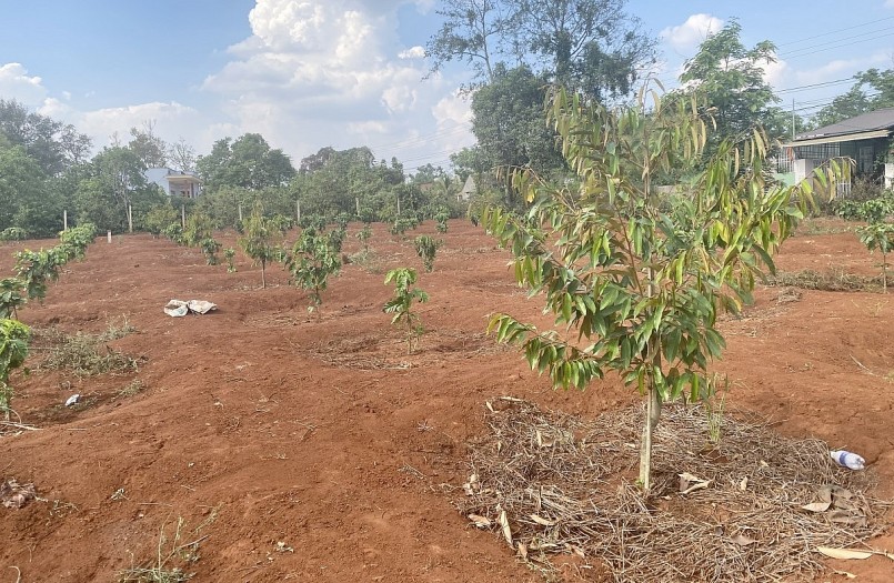 Những cây sầu riêng mới trồng và kỳ vọng sẽ đem lại hiệu quả kinh tế cao.