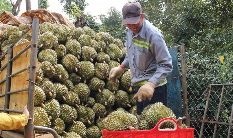 Lợi nhuận từ trái sầu riêng khiến người dân ồ ạt trồng bất chấp những khuyến cáo.