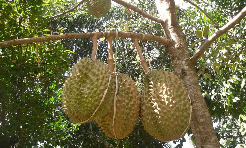 Cần kiểm soát diện tích sầu riêng và phát triển trồng sầu riêng hữu cơ bền vững.