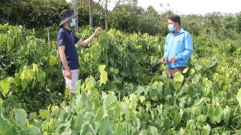 Rau đặc sản bò khai "bén duyên" ở Tây Nguyên, nhà nông rủng rỉnh tiền