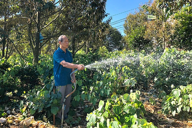 Bác Lại Thế Ái, đường Lam Sơn, phường Lộc Sơn, thành phố Bảo Lộc (tỉnh Lâm Đồng) tưới nước cho rau bò khai Bác Lại Thế Ái, đường Lam Sơn, phường Lộc Sơn, thành phố Bảo Lộc (tỉnh Lâm Đồng) tưới nước cho rau bò khai