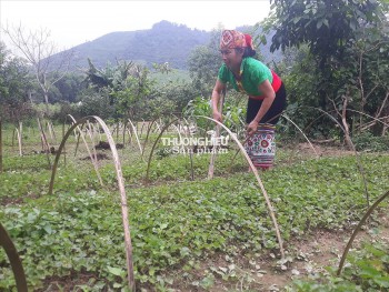 Trồng dược liệu theo chuỗi giá trị, hướng làm mới của đồng bào ở Quỳ Hợp