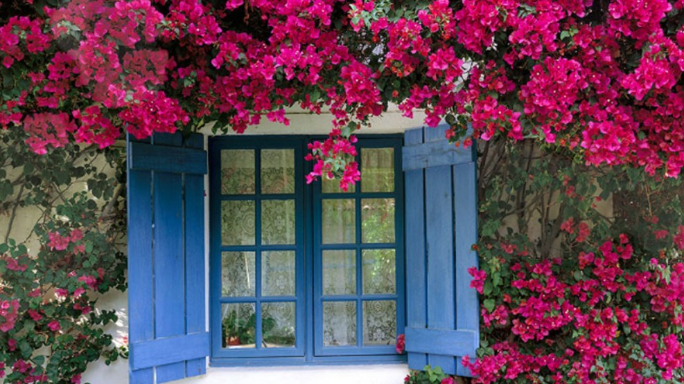 Trồng hoa giấy nở được vài bông lẻ tẻ, nhớ 4 nguyên tắc này hoa sẽ kết thành từng chùm to, nở bung chậu