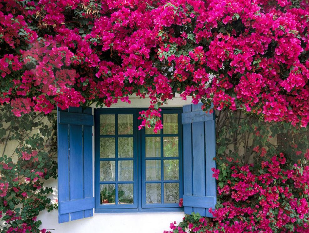 Trồng hoa giấy nở được vài bông lẻ tẻ, nhớ 4 nguyên tắc này hoa sẽ kết thành từng chùm to, nở bung chậu