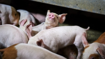 Giá heo hơi hôm nay 7/4: Giảm mạnh ở phía Nam, giá thịt chợ cao ngất lợi nhuận vào túi ai?