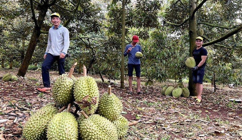 Việt Nam cần có sự vào cuộc đồng bộ để tháo gỡ những