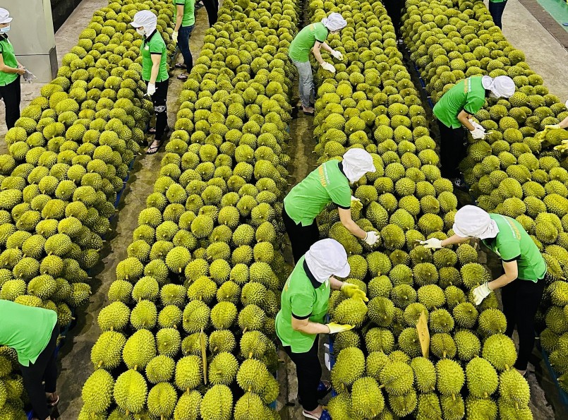 Dự kiến năm 2023, xuất khẩu sầu riêng của Việt Nam sẽ đạt con số khoảng trên dưới 1 tỷ USD. Dự kiến năm 2023, xuất khẩu sầu riêng của Việt Nam sẽ đạt con số khoảng trên dưới 1 tỷ USD.