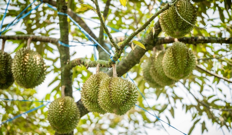 Chỉ trong 2 tháng, sầu riêng xuất khẩu sang Trung Quốc đã đạt 56,9 triệu USD, tăng 290,8% so với cùng kỳ năm 2022. Chỉ trong 2 tháng, sầu riêng xuất khẩu sang Trung Quốc đã đạt 56,9 triệu USD, tăng 290,8% so với cùng kỳ năm 2022.