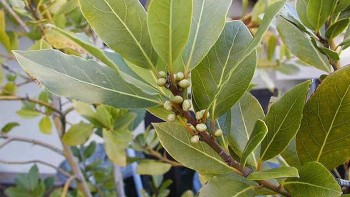 Loại lá xuất khẩu bất ngờ tăng 5.083% là lá gì?