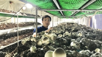 Bí quyết trồng nấm đặc biệt chỉ bán mỗi tháng 2 lần, cựu quân nhân thu lãi nửa tỷ mỗi năm