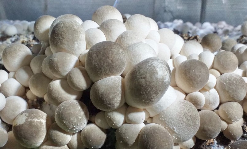 Theo anh Tùng, ở Đà Nẵng cũng có nhiều người trồng nấm rơm nhưng đều gặp bất lợi về thời tiết, điều kiện nuôi trồng.