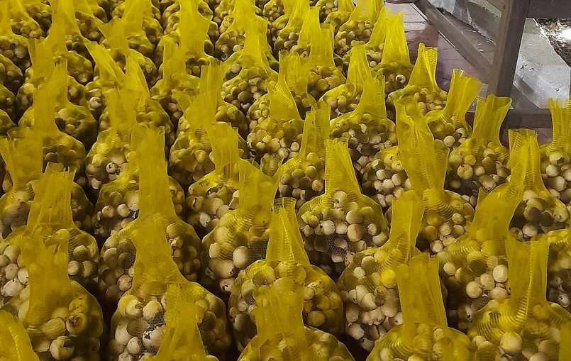 Trại nấm chỉ thu hoạch mỗi tháng 2 lần bán cho khách ăn chay ngày rằm, mùng một với giá bán cao.