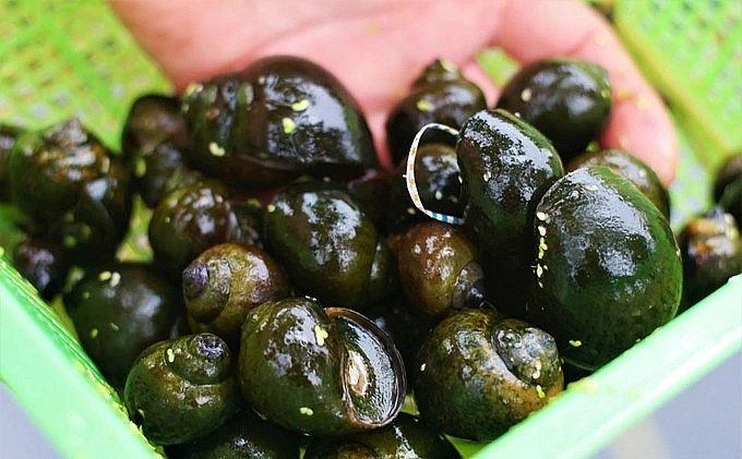 Mỗi năm anh xuất 1,5 tấn ốc thương phẩm, thu nhập hơn 200 triệu/năm. Mỗi năm anh xuất 1,5 tấn ốc thương phẩm, thu nhập hơn 200 triệu/năm.