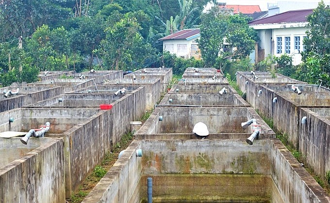 Hệ thống hồ nuôi đang được làm vệ sinh, chuẩn bị đón lứa ốc mới. Hệ thống hồ nuôi đang được làm vệ sinh, chuẩn bị đón lứa ốc mới.