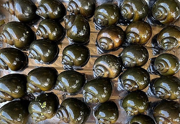 Nuôi ốc bươu trong bể xi măng kết hợp nuôi lươn cho hiệu quả kinh tế cao. Nuôi ốc bươu trong bể xi măng kết hợp nuôi lươn cho hiệu quả kinh tế cao.