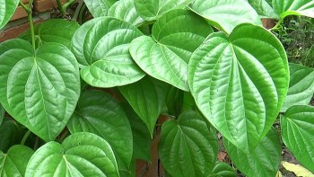 3 loại cây "thảo dược" đánh bay chứng đau đầu do thay đổi thời tiết