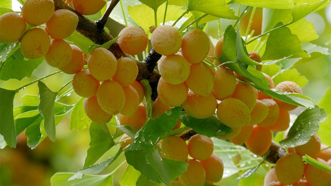 Công dụng của cây ngân hạnh