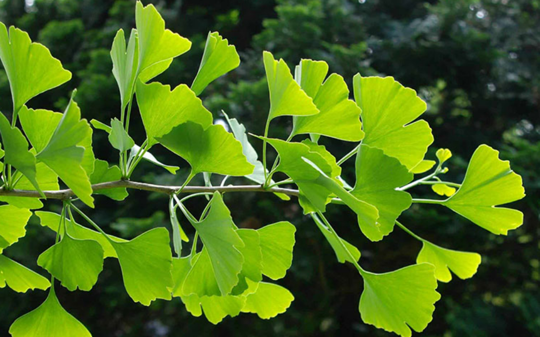 Công dụng của cây ngân hạnh Công dụng của cây ngân hạnh