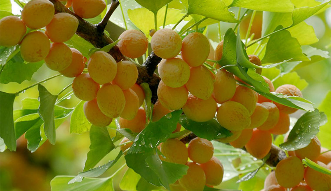 Công dụng của cây ngân hạnh Công dụng của cây ngân hạnh