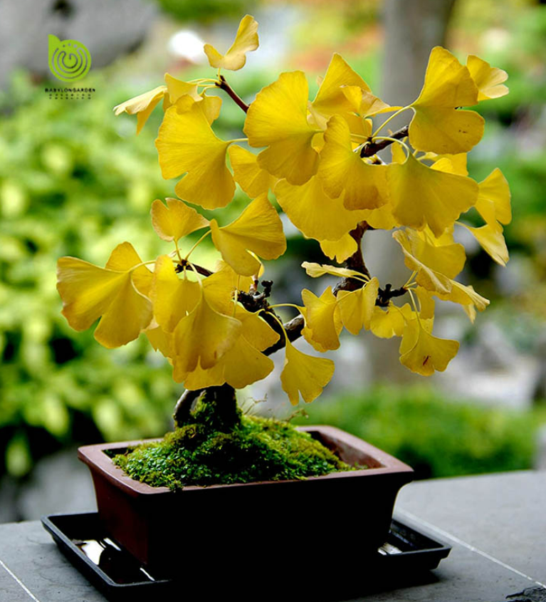 Công dụng của cây ngân hạnh Công dụng của cây ngân hạnh