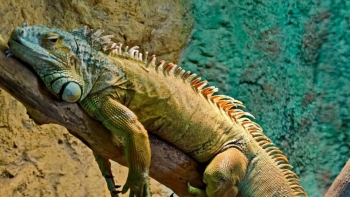 Nuôi loài vật xù xì như khủng long thời tiền sử, 9x thu nhập trăm triệu mỗi năm