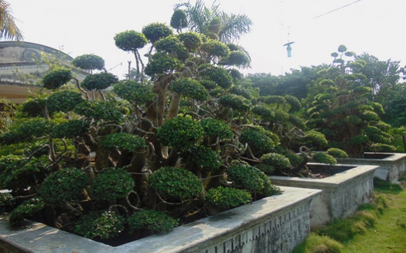 Nghệ nhân Ba Hùng (tên thật Võ Phi Sơn) nổi tiếng với những cây kiểng được tạo dáng theo nhiều kiểu độc đáo khác nhau.