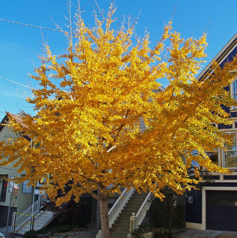 Công dụng của cây ngân hạnh Công dụng của cây ngân hạnh