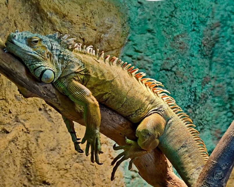 Rồng Nam Mỹ khá dễ nuôi Rồng Nam Mỹ khá dễ nuôi