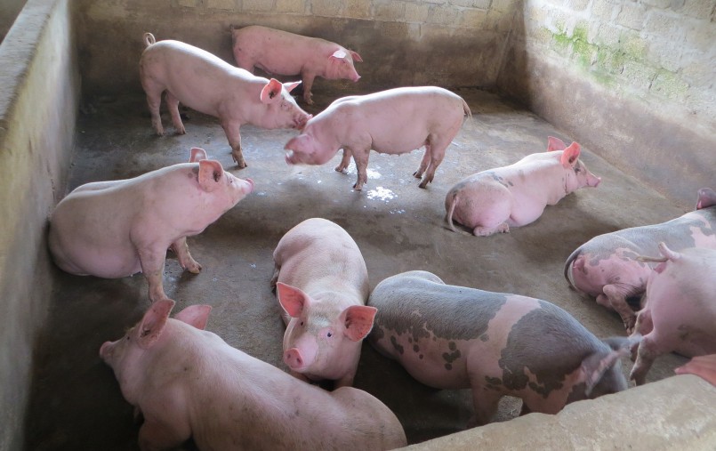 Giá heo hơi hôm nay 8/4, lặng sóng trên cả nước với mức giá thấp nhất 48.000 đồng/kg. 