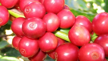 Giá nông sản hôm nay 8/4:  Cà phê chờ sức bật mới, hồ tiêu giữ vững mốc trần 65.500 đồng