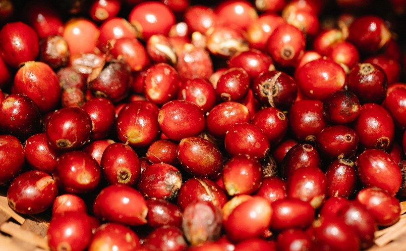 Giá nông sản hôm nay 8/4, thị trường cà phê hôm nay lặng sóng do sàn kỳ hạn đóng cửa trong ngày nghỉ lễ. Giá nông sản hôm nay 8/4, thị trường cà phê hôm nay lặng sóng do sàn kỳ hạn đóng cửa trong ngày nghỉ lễ.